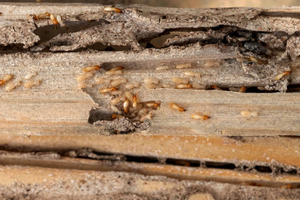 Insect Control in Briggs, OK