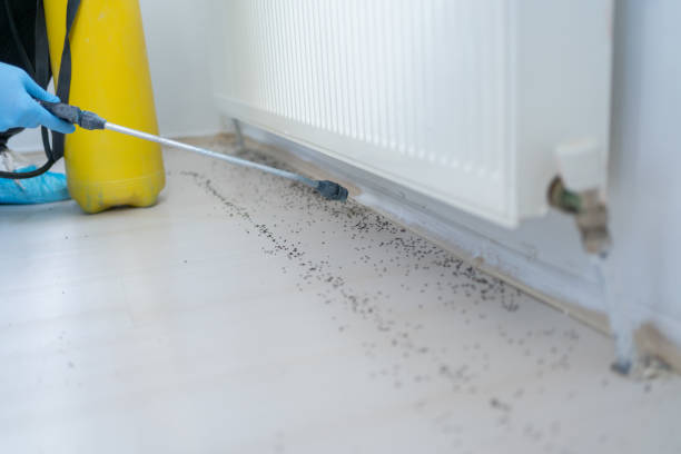 Best Ant Control Services  in Briggs, OK
